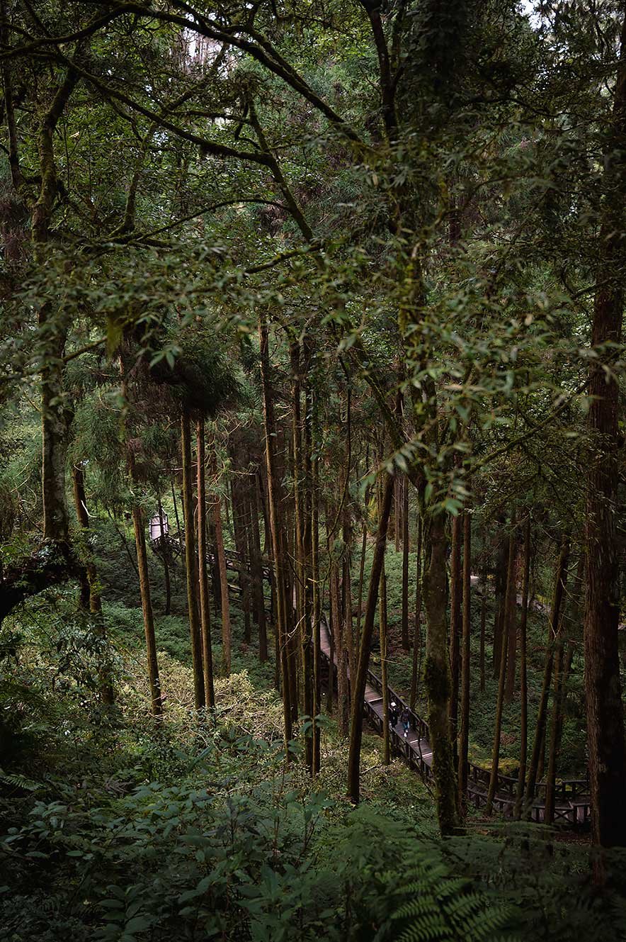 Alishan Giant Tree Boardwalk trail. Walking among giant cypress trees