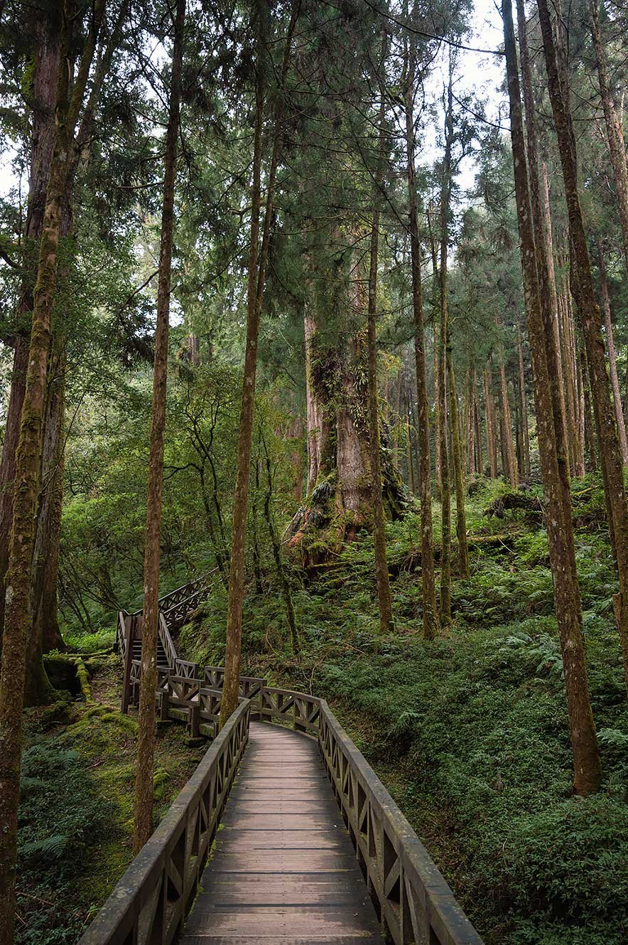 Alishan Giant Tree Boardwalk route. Wandelen tussen gigantische cipresbomen. 