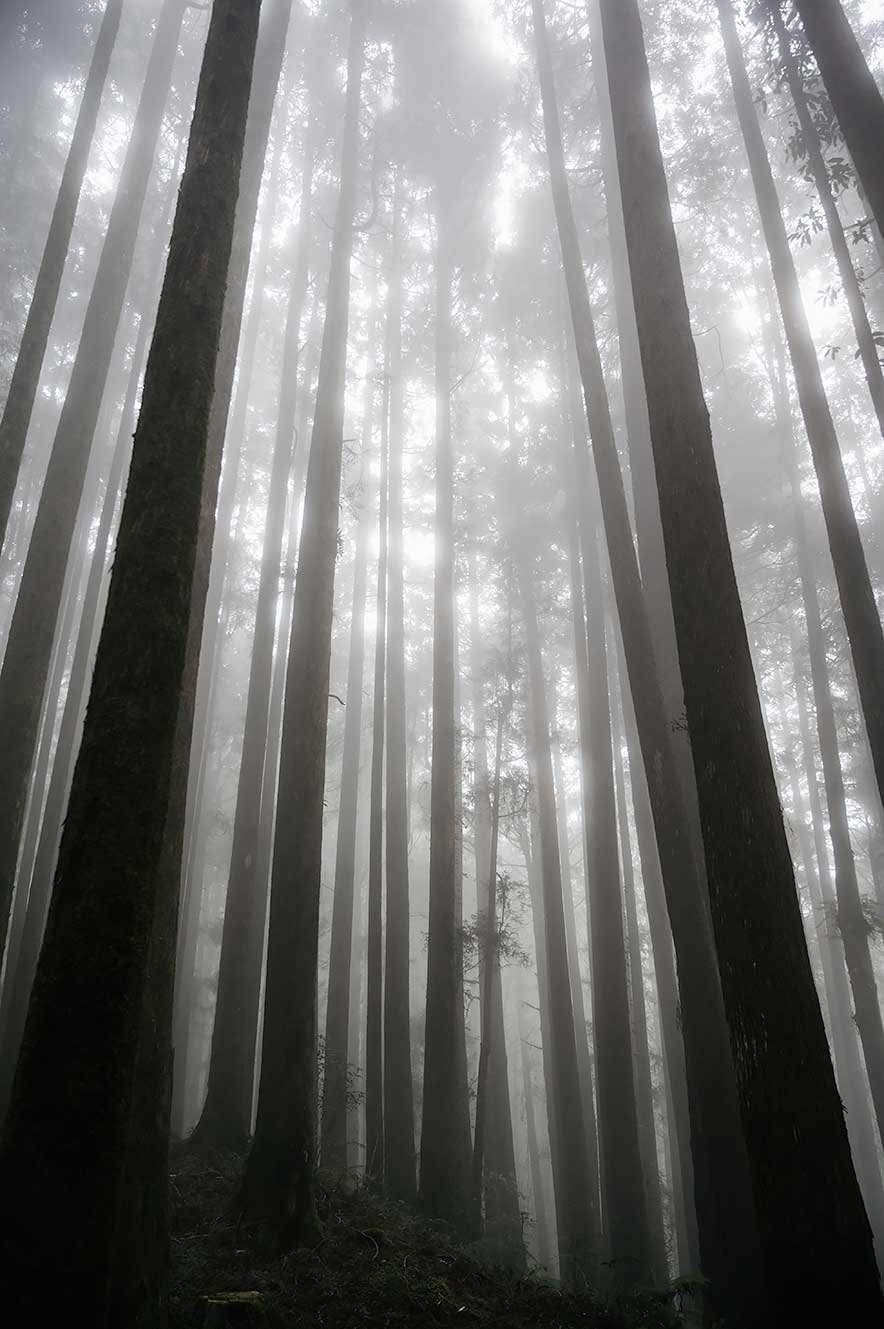 Sun coming through the cypress trees in a misty forest at Alishan