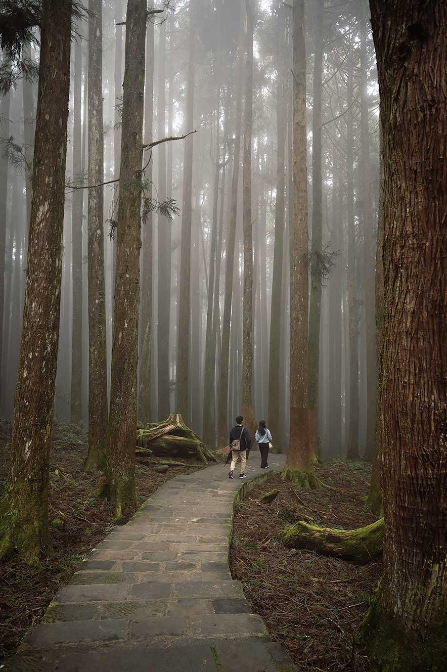 Mensen lopen door de mist in het bos van Alishan