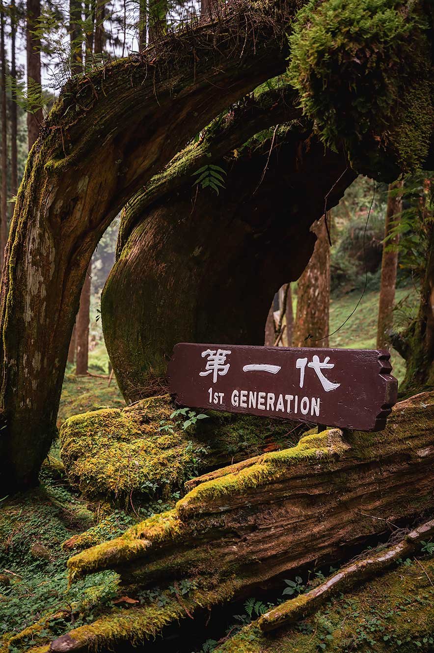 Drie generaties boom in Alishan National Forest Recreation Area.