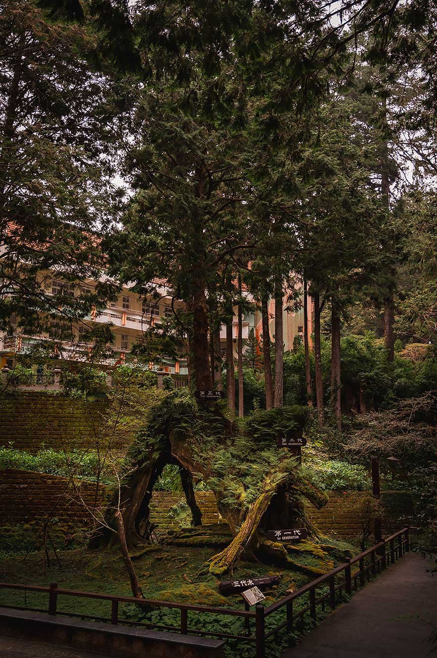 Drie generaties boom in Alishan National Forest Recreation Area.