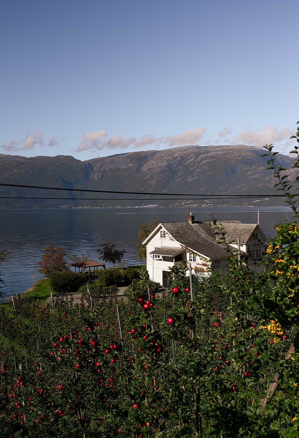 Norway's Orchard around the Hardangerfjord, a great day trip from Bergen - with apples and a white wooden house