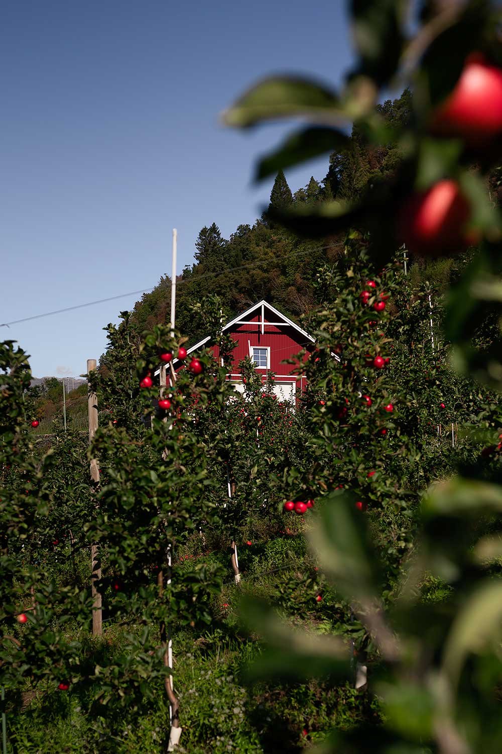 Norway's Orchard around the Hardangerfjord, a great day trip from Bergen - with red apples and a red wooden house