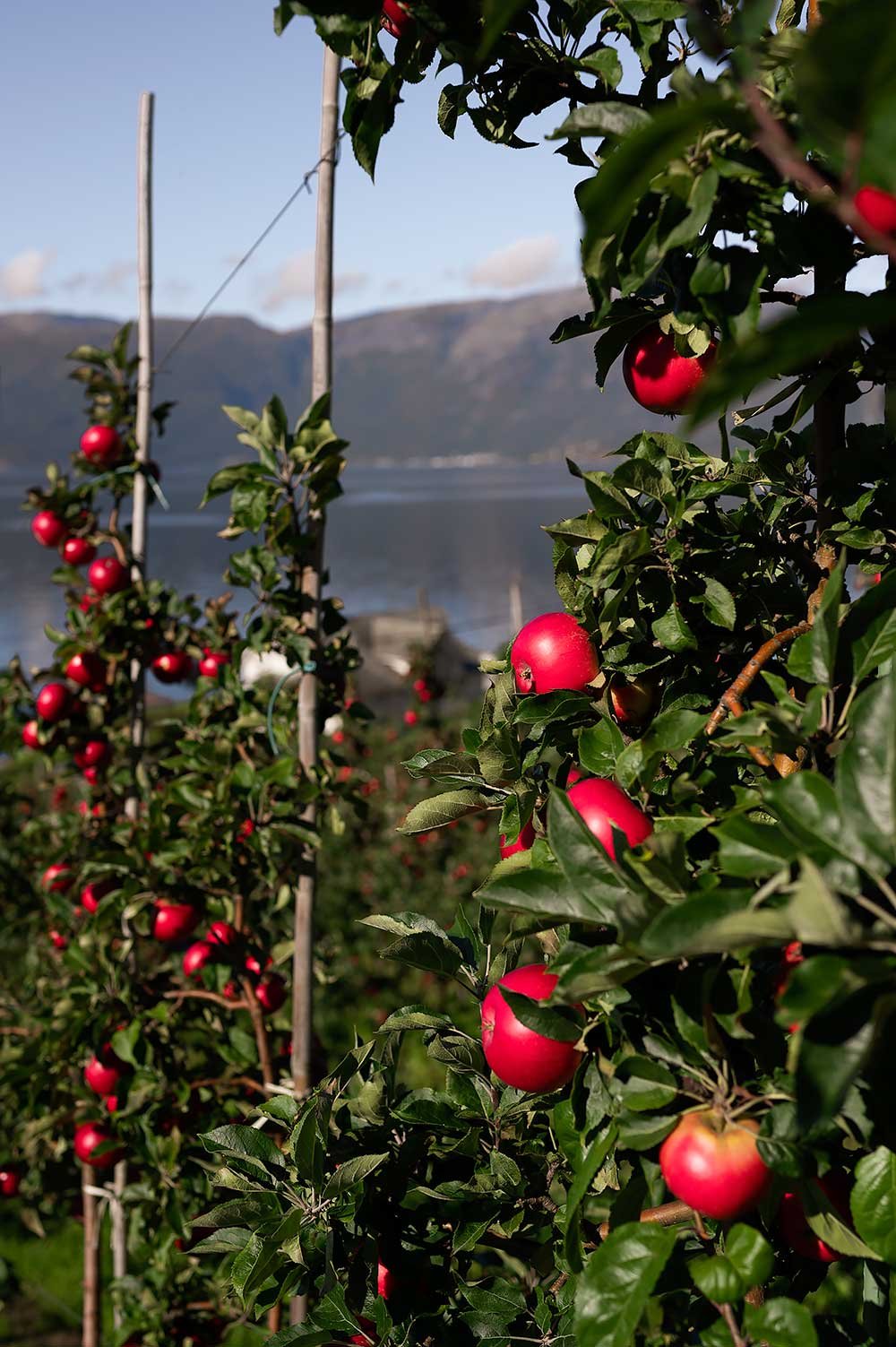 Norway's Orchard around the Hardangerfjord, a great day trip from Bergen - with red apples