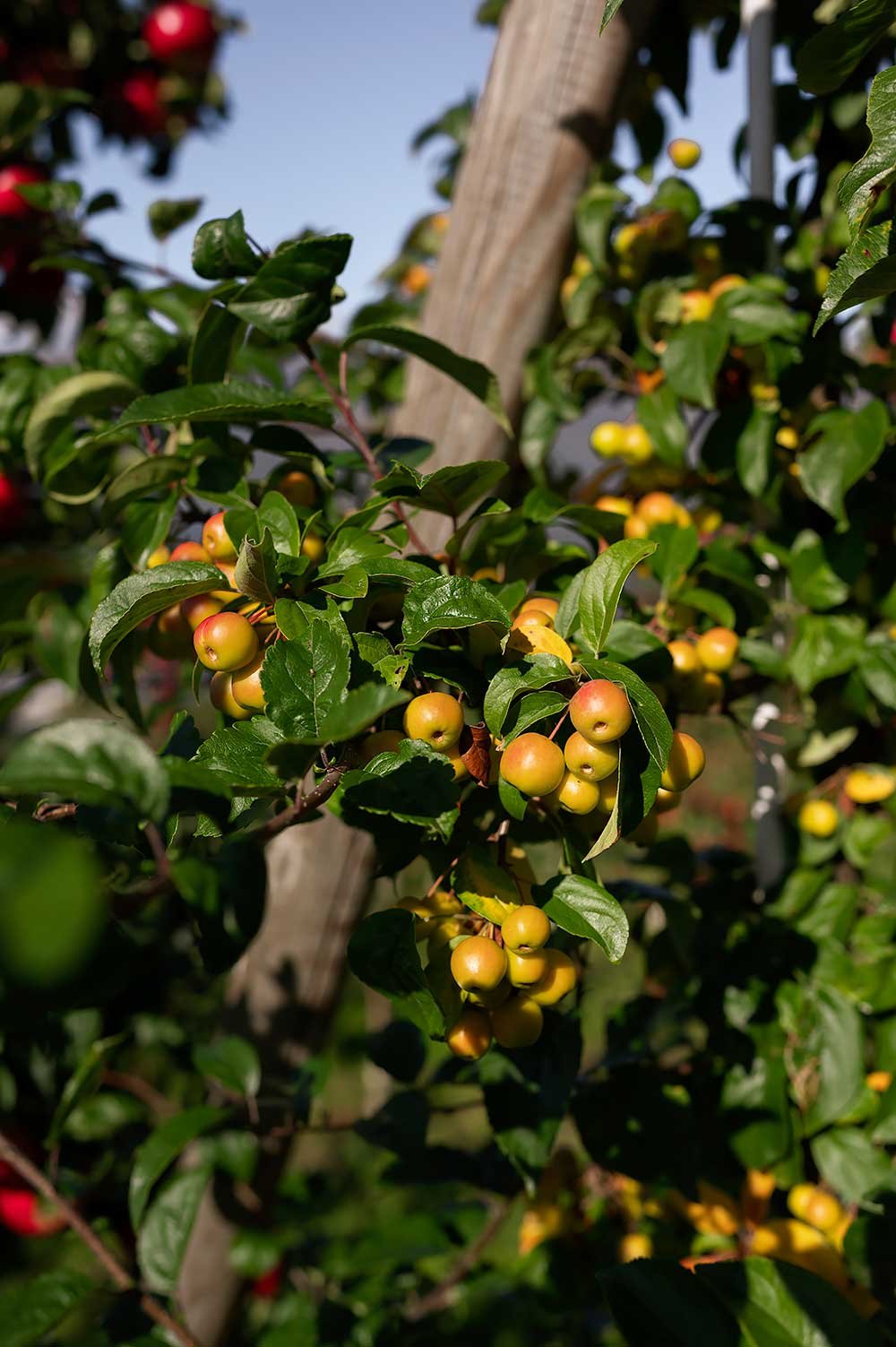 Norway's Orchard around the Hardangerfjord, a great day trip from Bergen - with apples